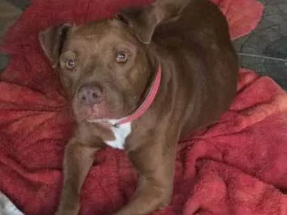 Cachorro ra a American bully e SRD idade 5 anos nome Nutella e Ovomaltine