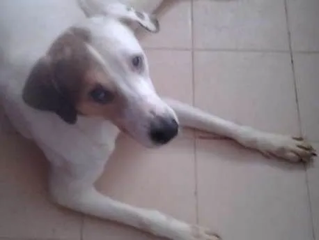 Cachorro ra a raciado idade 5 anos nome darthanhan