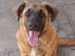 Cachorro raça Vira-lata/Pastor alemão  idade 1 ano nome Favela 