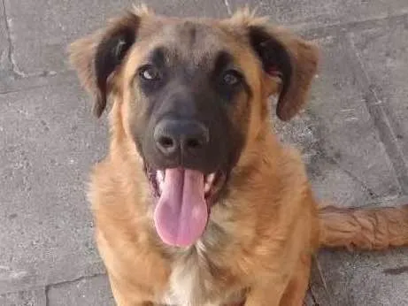 Cachorro ra a Vira-lata/Pastor alemão  idade 1 ano nome Favela 