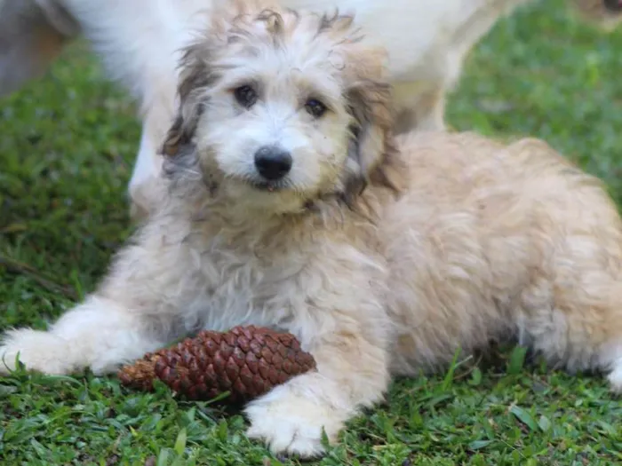 Cachorro ra a  idade 2 a 6 meses nome GUGA FILHOTE