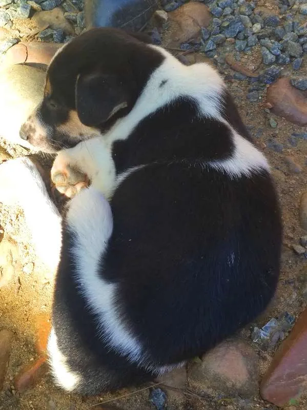 Cachorro ra a SRD idade Abaixo de 2 meses nome Filhotes de Cão