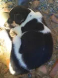 Filhotes de Cão