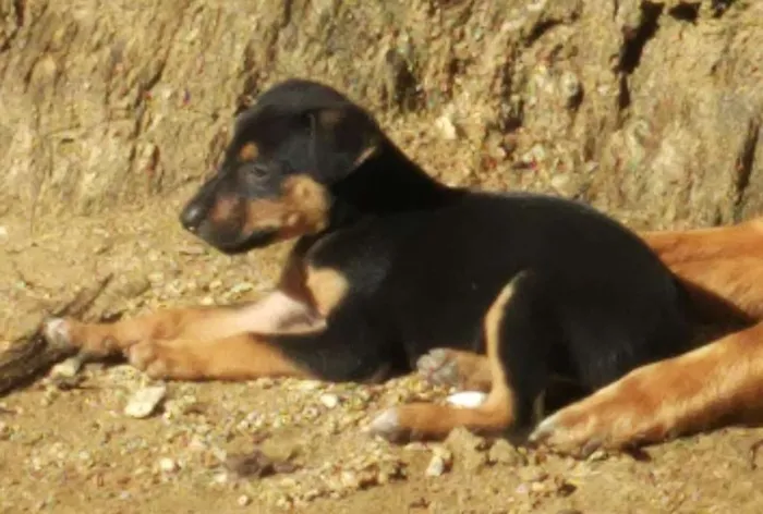 Cachorro ra a SRD idade Abaixo de 2 meses nome Filhotes de Cão