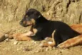 Filhotes de Cão