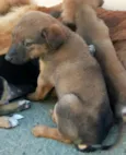 Filhotes de Cão