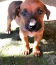 Filhotes de Cão