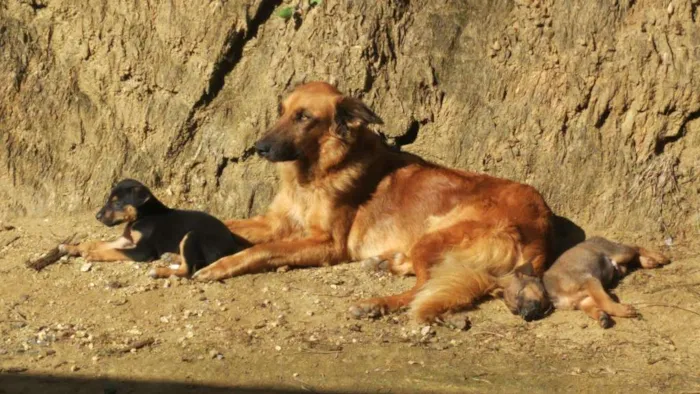 Cachorro ra a SRD idade Abaixo de 2 meses nome Filhotes de Cão