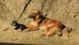 Filhotes de Cão