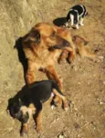 Filhotes de Cão