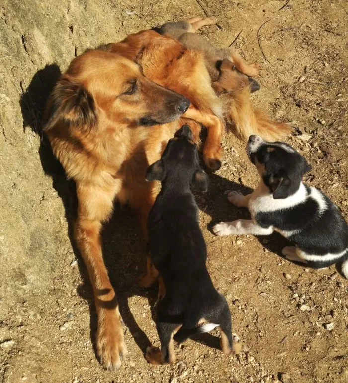 Cachorro ra a SRD idade Abaixo de 2 meses nome Filhotes de Cão