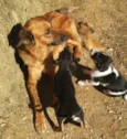 Filhotes de Cão