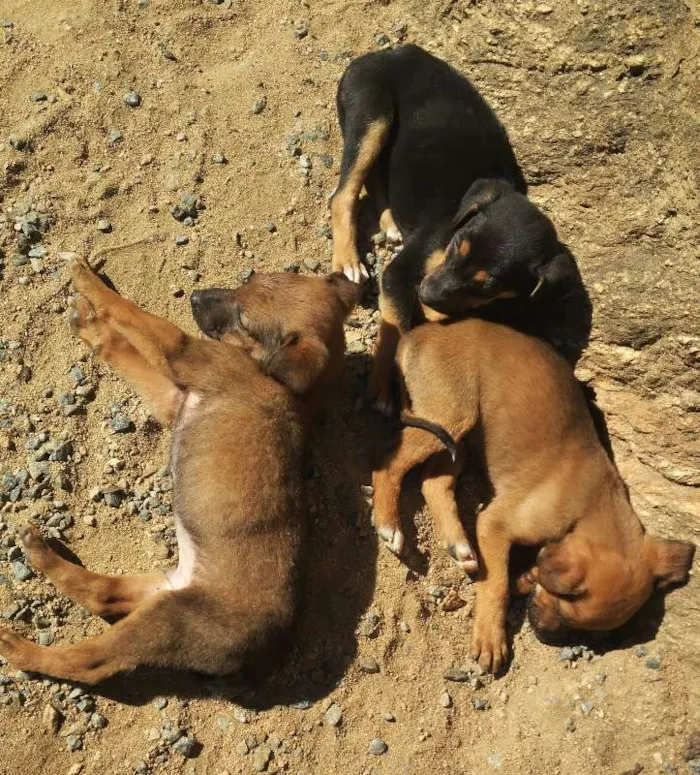 Cachorro ra a SRD idade Abaixo de 2 meses nome Filhotes de Cão
