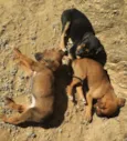 Filhotes de Cão