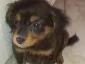 Cachorro raça Indefinid idade 2 a 6 meses nome JUDIE