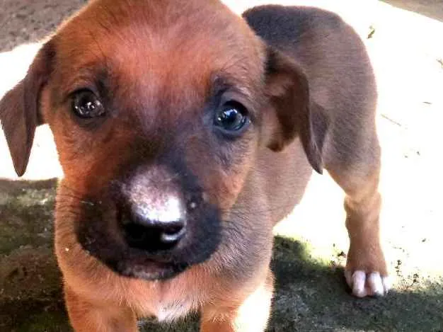 Cachorro ra a SRD idade Abaixo de 2 meses nome Filhotes de Cão