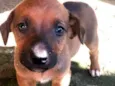 Filhotes de Cão