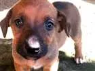 Cachorro raça SRD idade Abaixo de 2 meses nome Filhotes de Cão
