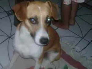 Cachorro raça misturada com bace e vira lata idade  nome Bebel