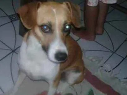 Cachorro raça misturada com bace e vira lata idade  nome Bebel