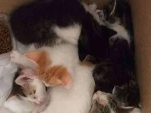 Gato raça  idade Abaixo de 2 meses nome Sem nome