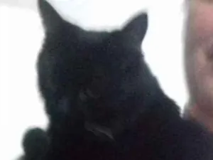 Gato raça Srd idade 1 ano nome Fifi