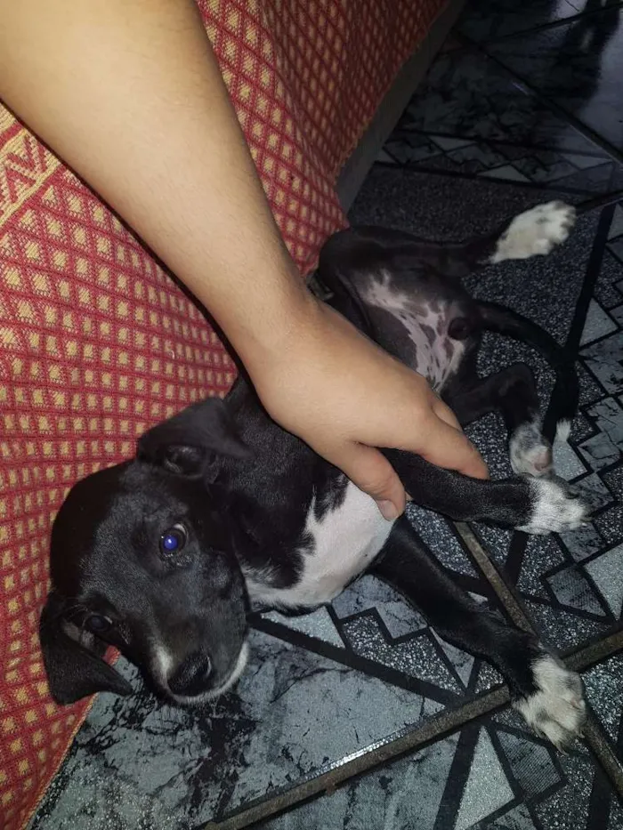 Cachorro raça Vira lata idade 2 a 6 meses nome Sem nome