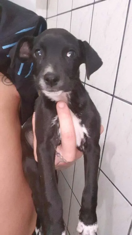 Cachorro raça Vira lata idade 2 a 6 meses nome Sem nome