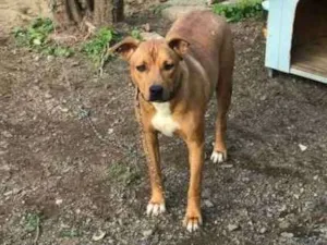 Cachorro raça  idade 2 anos nome Baby