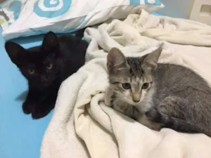 Gato raça  idade 2 a 6 meses nome Filhotes