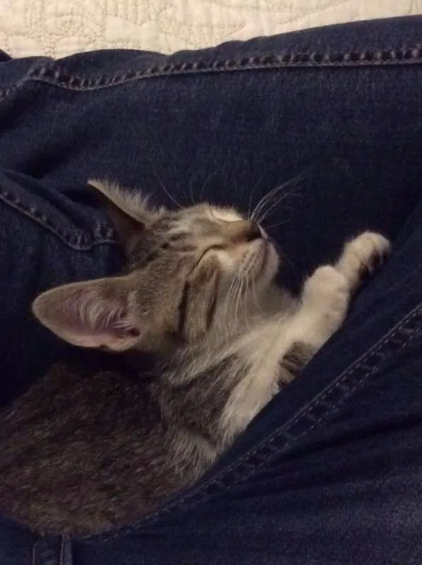 Gato ra a  idade 2 a 6 meses nome Filhotes