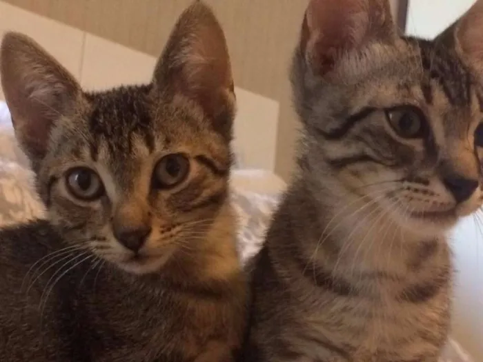 Gato ra a  idade 2 a 6 meses nome Filhotes
