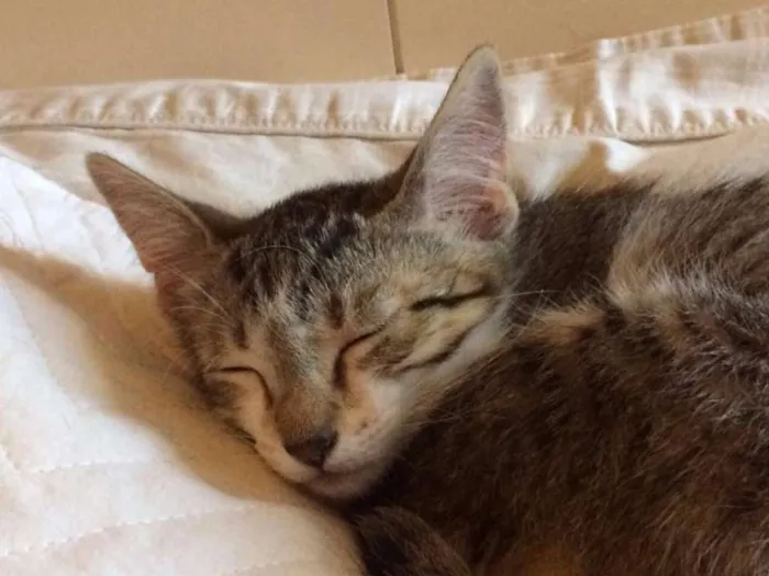 Gato ra a  idade 2 a 6 meses nome Filhotes