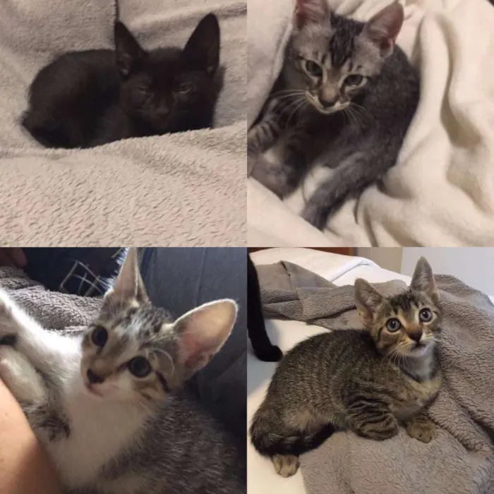 Gato ra a  idade 2 a 6 meses nome Filhotes