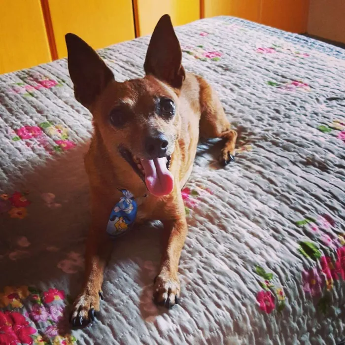 Cachorro ra a Pincher idade 6 ou mais anos nome Denis