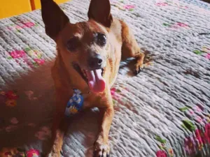 Cachorro raça Pincher idade 6 ou mais anos nome Denis