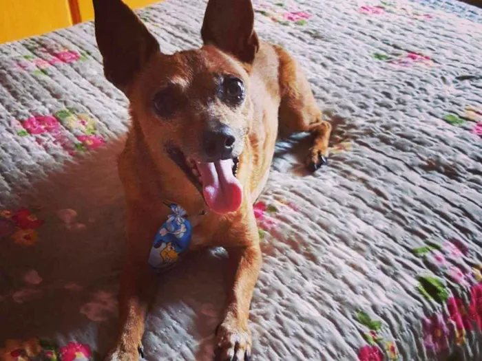 Cachorro ra a Pincher idade 6 ou mais anos nome Denis