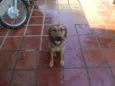 cachorrinho