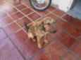 cachorrinho