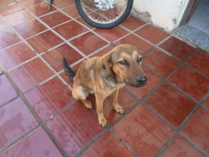 Cachorro ra a SRD idade 7 a 11 meses nome cachorrinho