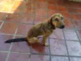 cachorrinho