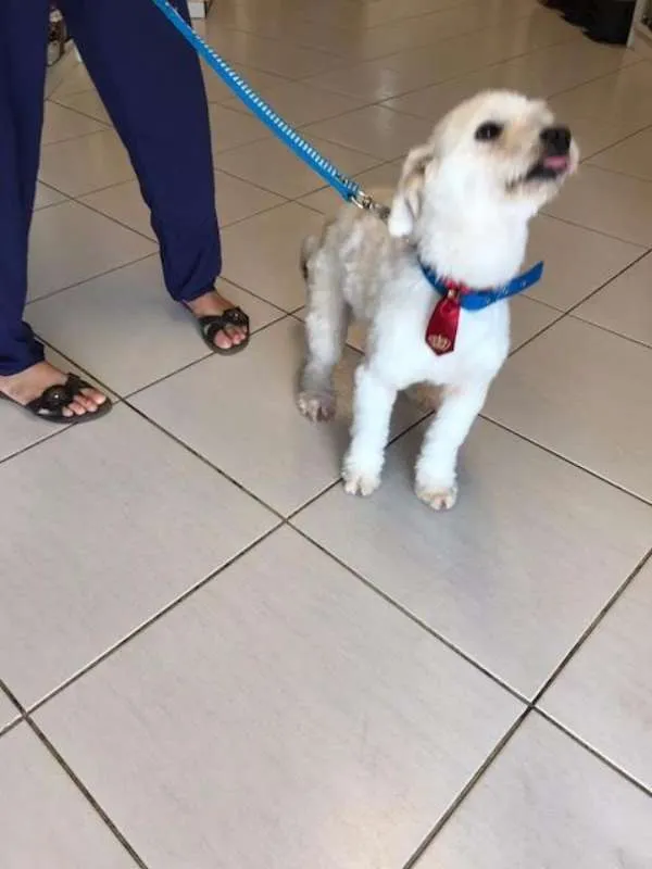 Cachorro raça INDEFINIDA idade 2 anos nome GALEGO