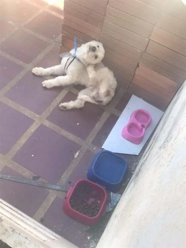 Cachorro raça INDEFINIDA idade 2 anos nome GALEGO