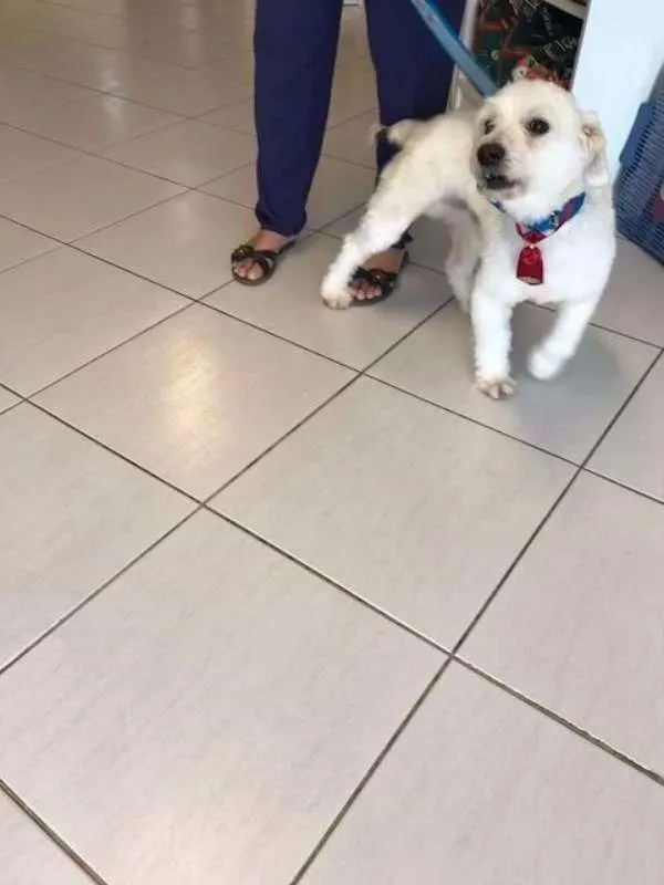 Cachorro raça INDEFINIDA idade 2 anos nome GALEGO