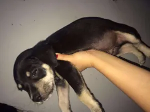 Cachorro raça SRD idade Abaixo de 2 meses nome Yucco