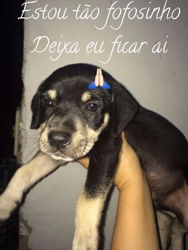 Cachorro raça SRD idade Abaixo de 2 meses nome Yucco