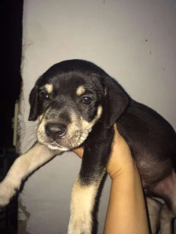Cachorro raça SRD idade Abaixo de 2 meses nome Yucco