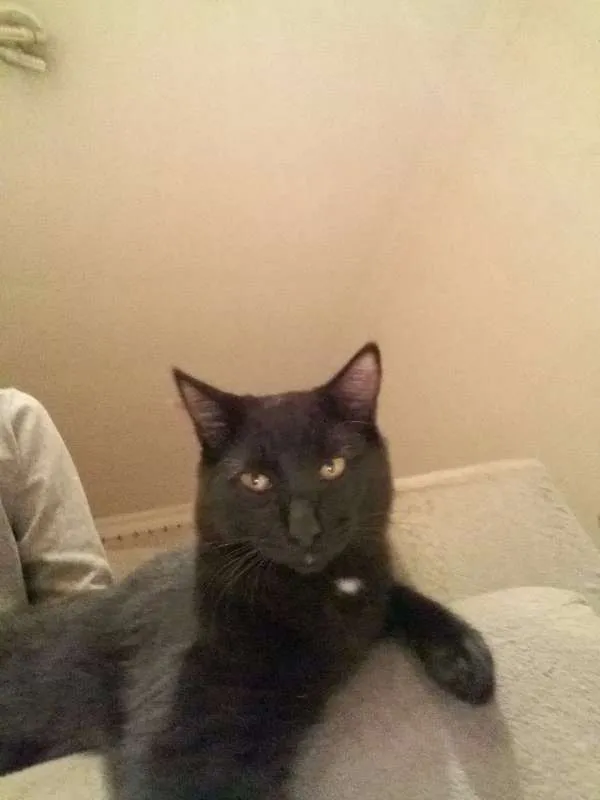 Gato ra a SRD idade 7 a 11 meses nome Nino, Felix, Negão, 
