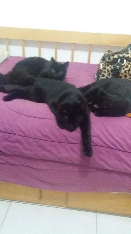 Gato ra a SRD idade 7 a 11 meses nome Nino, Felix, Negão, 