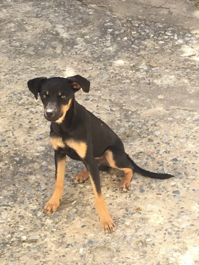Cachorro raça Viral lata  idade 7 a 11 meses nome Troy